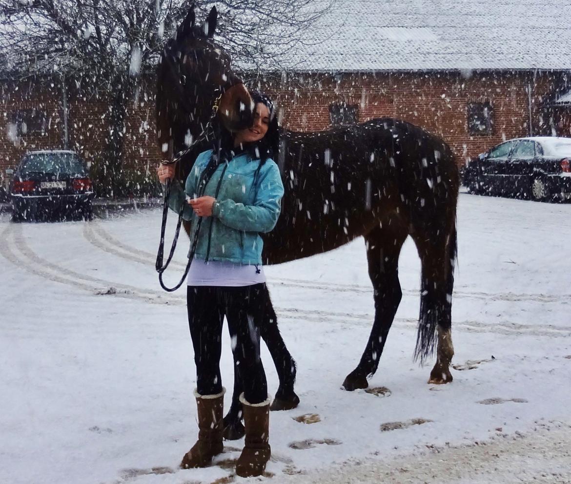 Oldenborg Brusgårds Maricca - Vinter 2013 - På vej ind i stalden billede 20