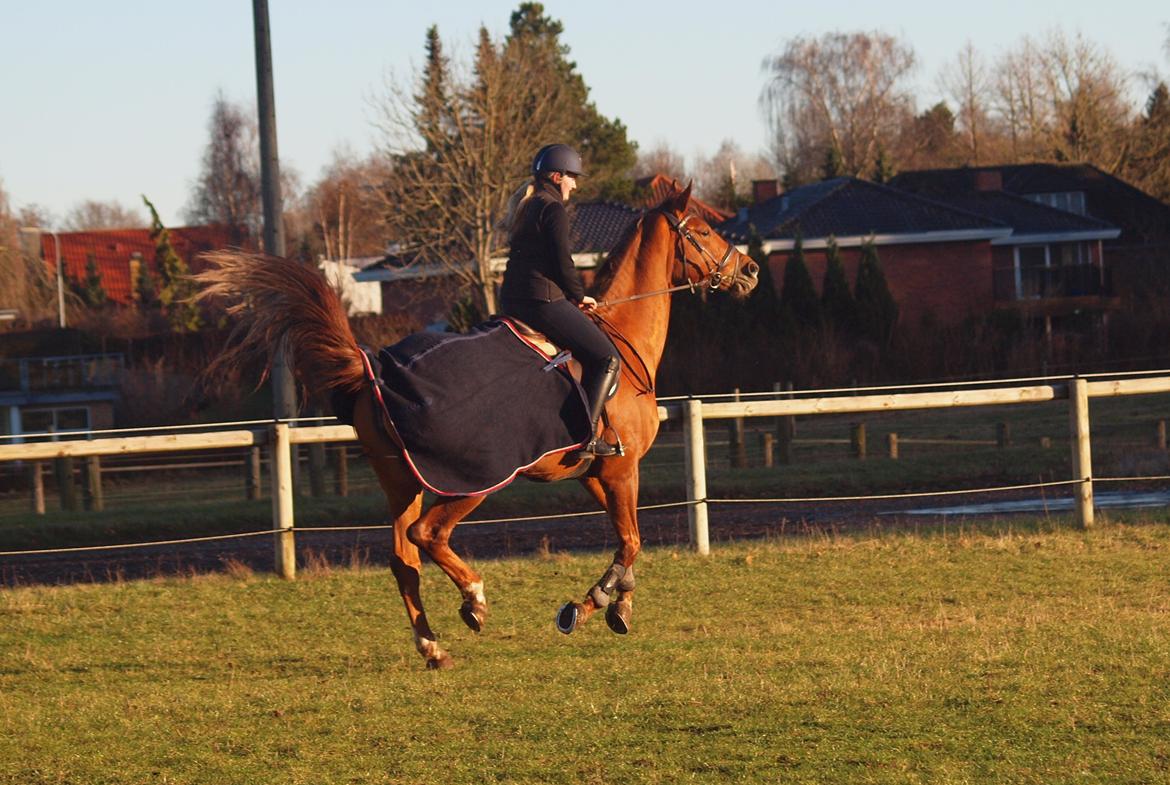 Dansk Varmblod Lathyrus RDH billede 20