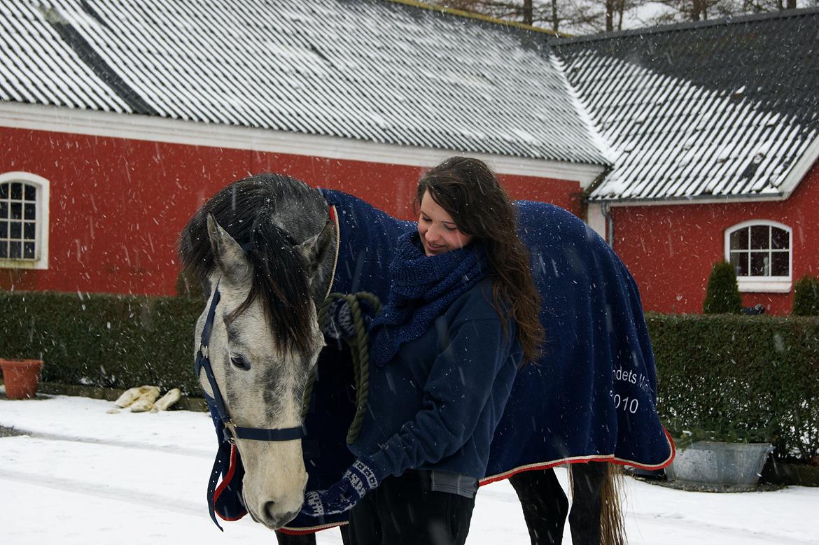 Dansk Varmblod Amona - Min Prisesse! <3  billede 20