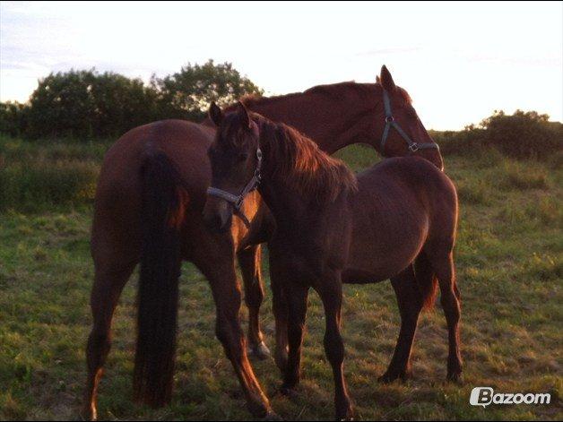 Anden særlig race Egebæks Bailey <3 billede 16