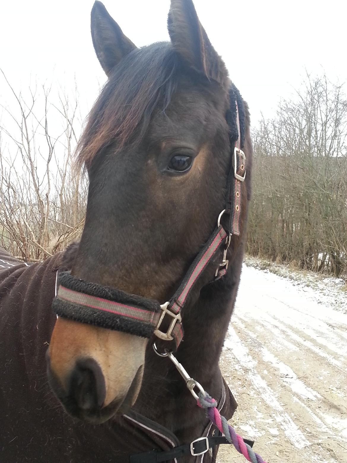 Anden særlig race Egebæks Bailey <3 billede 17