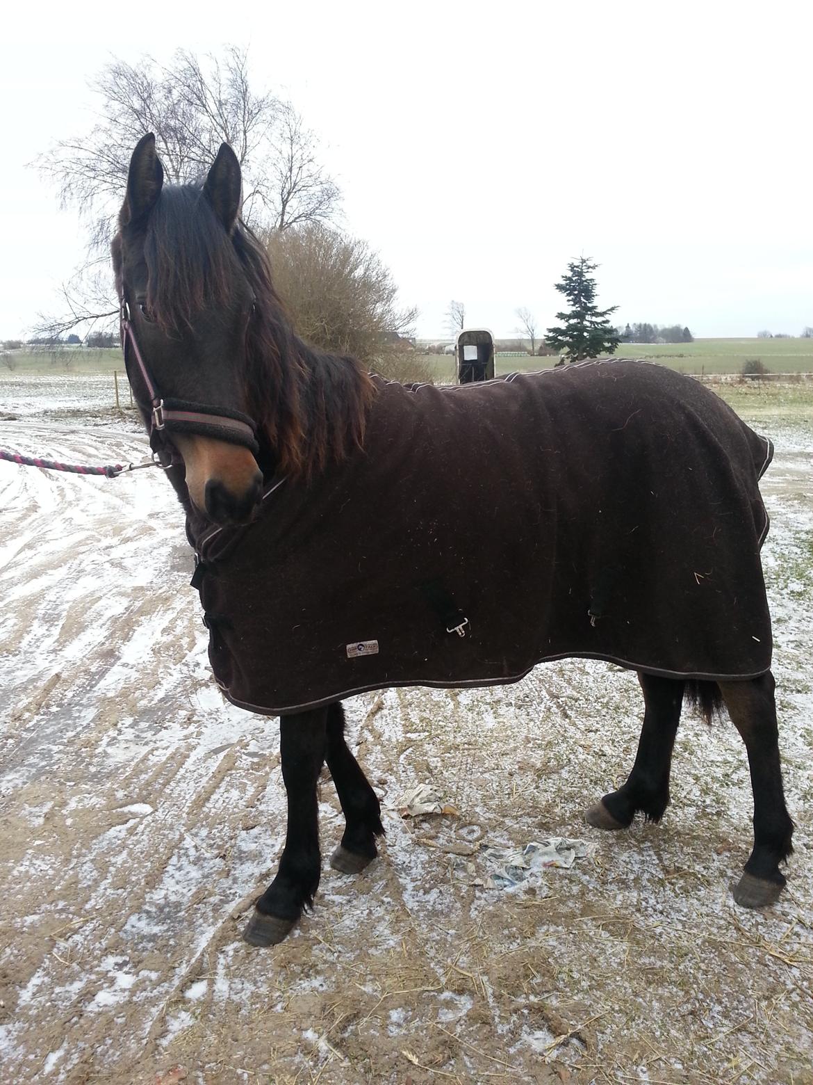 Anden særlig race Egebæks Bailey <3 billede 18