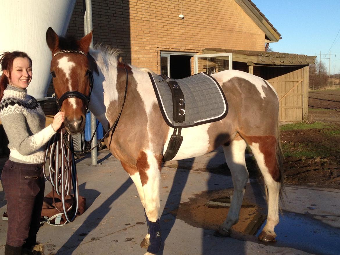Anden særlig race Xelon - Ny gjord og nyt underlag :-) Plet gør bare super fremskridt, og der går ikke lang tid før vi skal trave!
Foto: Emilie billede 12