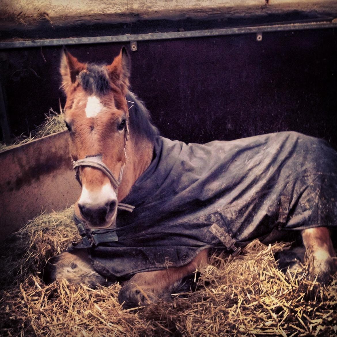 Anden særlig race Lester - nuuuurh eeeelsker haam :) <3<3<3 Lester min darling billede 9