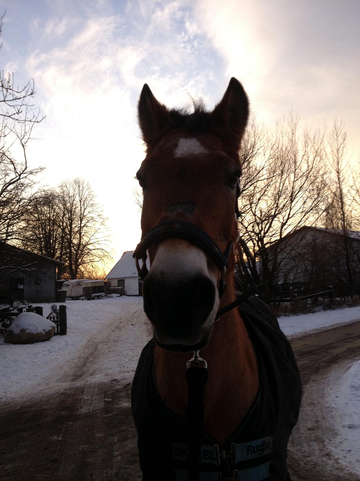 Anden særlig race Lester billede 11