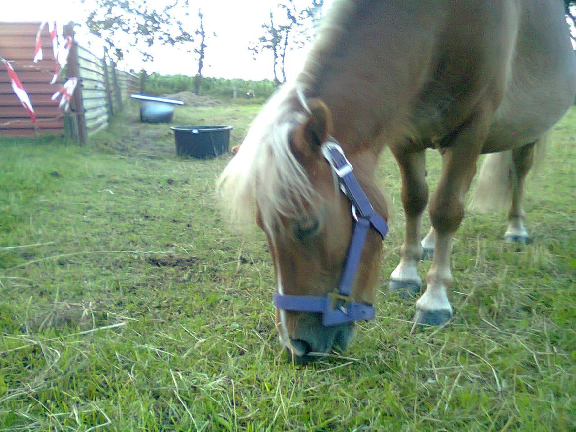 Shetlænder Sissi billede 2