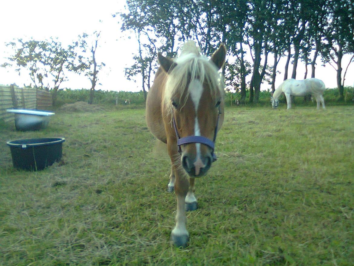 Shetlænder Sissi billede 3