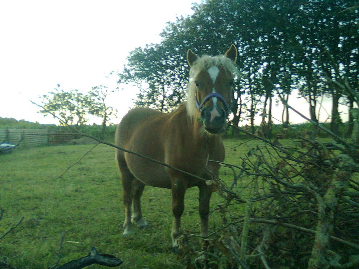 Shetlænder Sissi billede 4