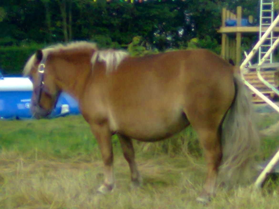 Shetlænder Sissi billede 5