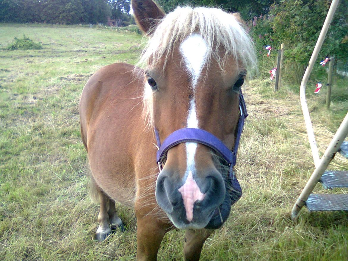 Shetlænder Sissi billede 6