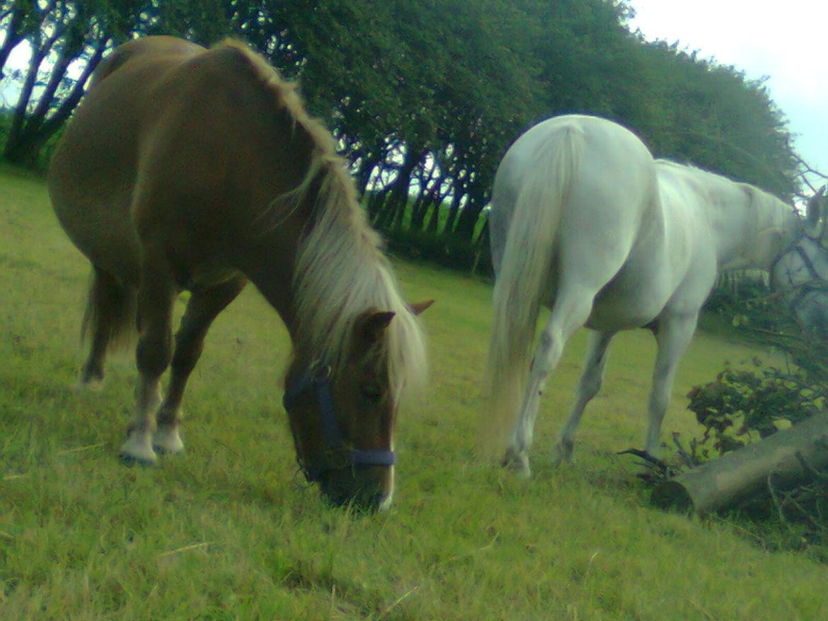 Shetlænder Sissi billede 7