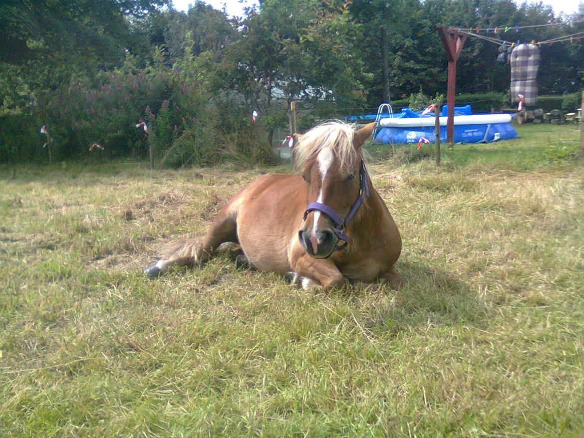 Shetlænder Sissi billede 8