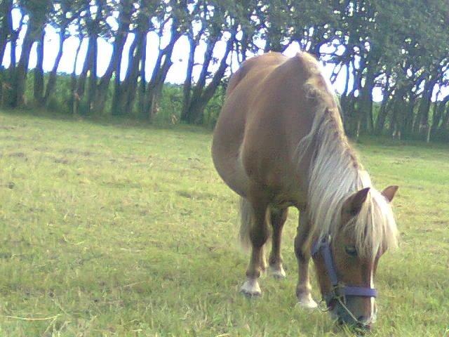 Shetlænder Sissi billede 9