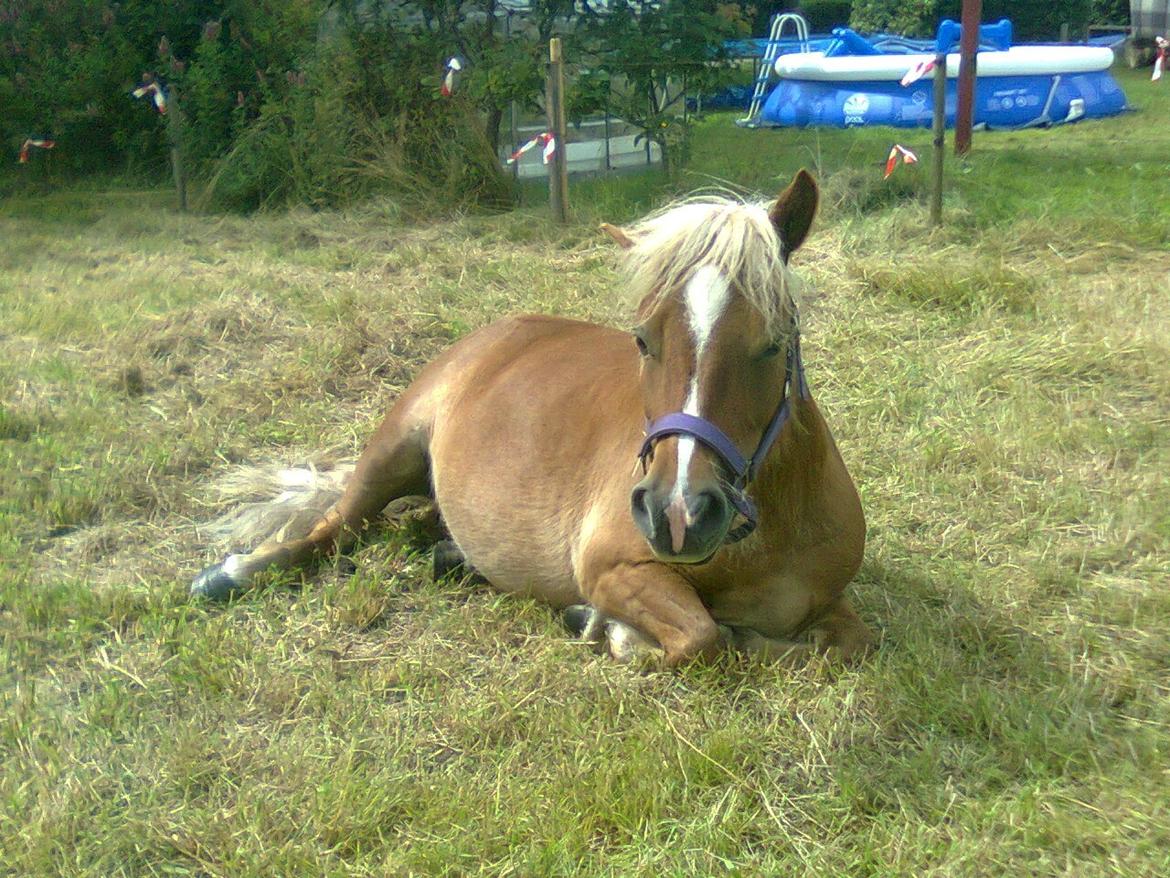 Shetlænder Sissi billede 10