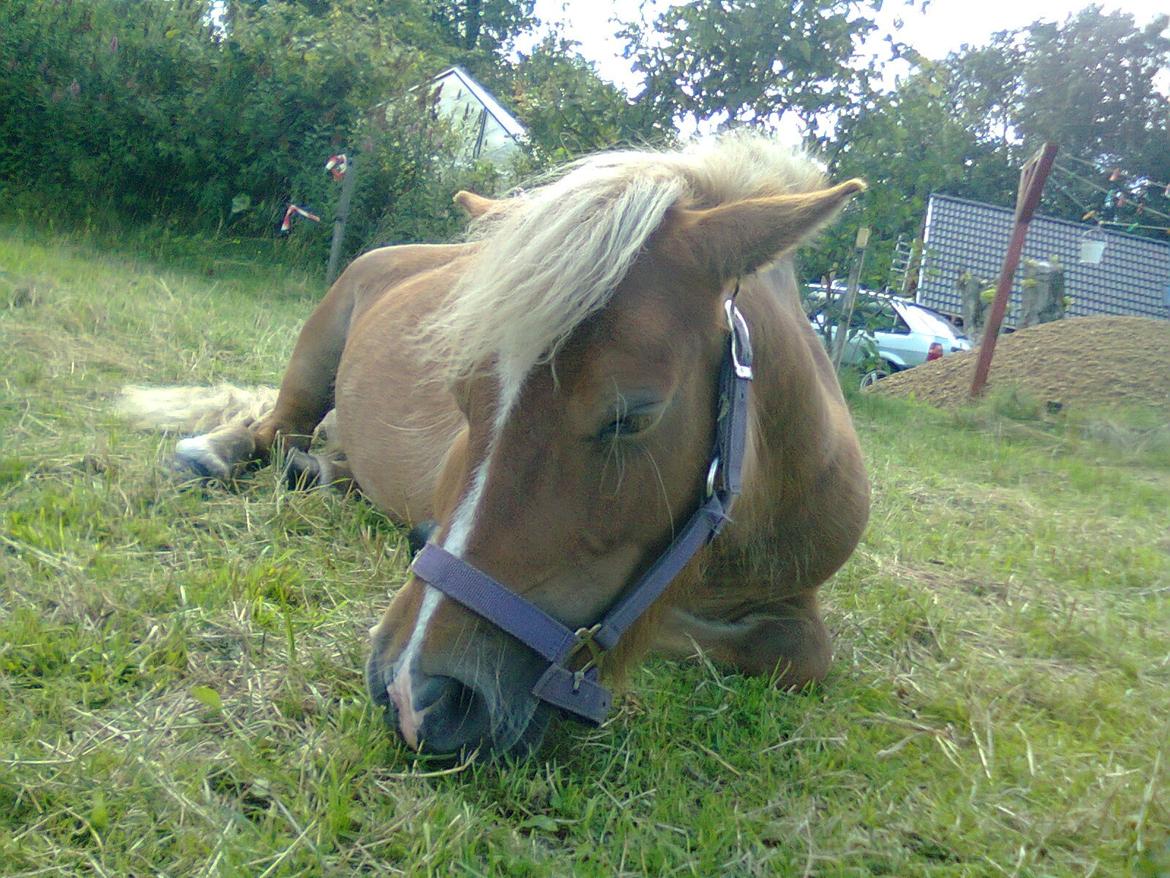 Shetlænder Sissi billede 11