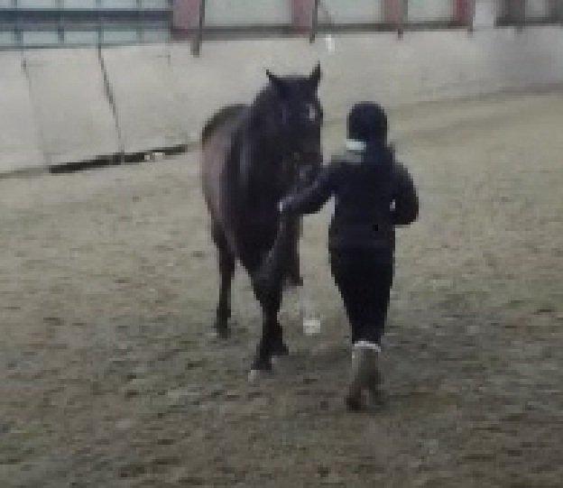 Oldenborg Brusgårds Maricca - Vinter 2013 - 1 gang vi træner sideways  billede 14