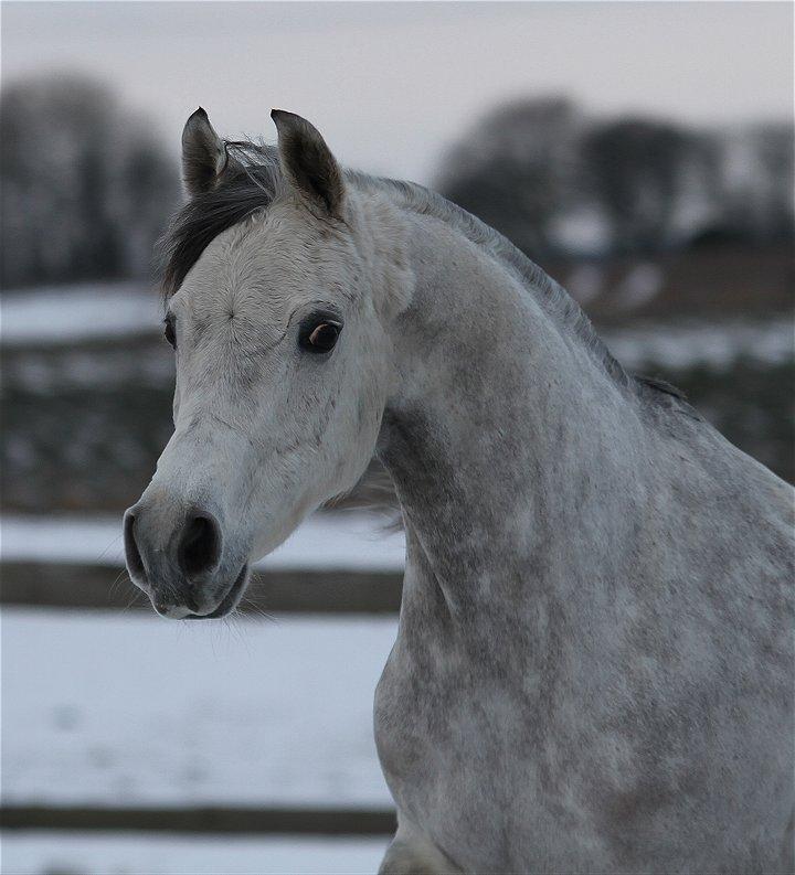Arabisk fuldblod (OX) Chamsine - SOLGT - billede 16