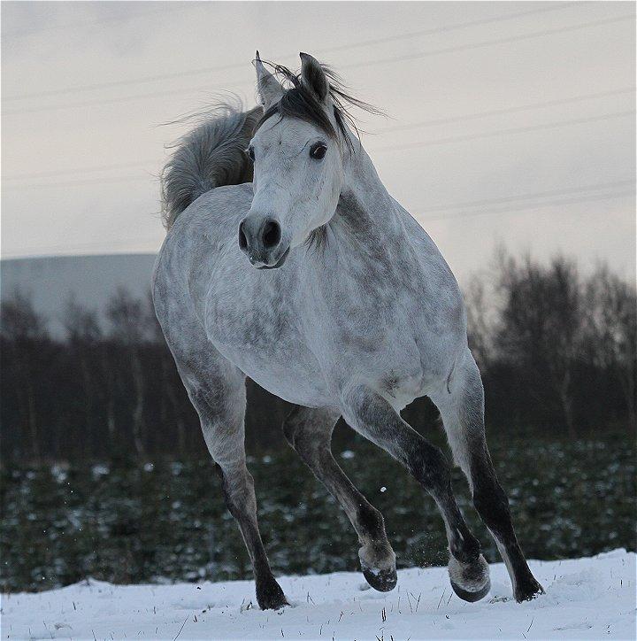 Arabisk fuldblod (OX) Chamsine - SOLGT - billede 1