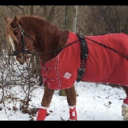 Welsh Cob (sec D) Flora billede 2