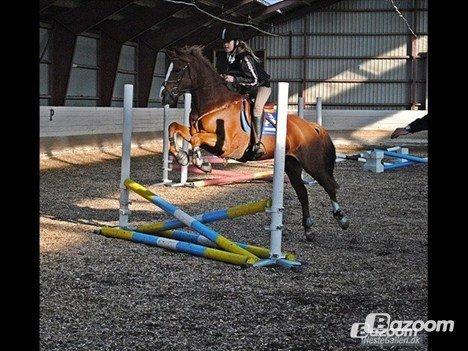 Welsh Cob (sec D) Flora billede 13