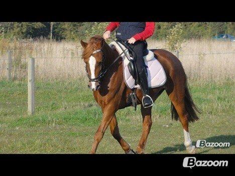 Welsh Cob (sec D) Flora billede 14