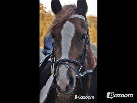 Welsh Cob (sec D) Flora billede 19
