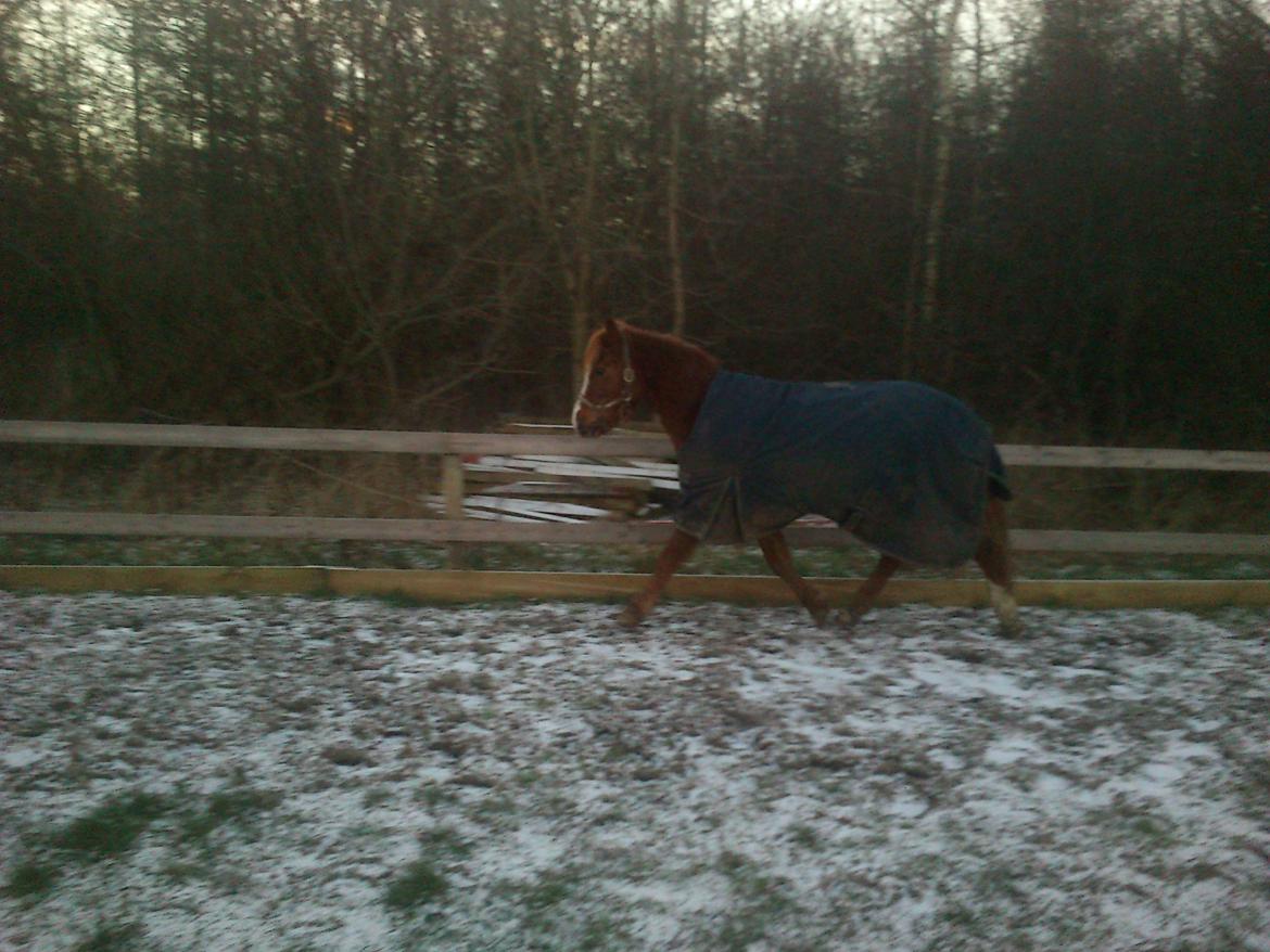 Welsh Cob (sec D) Flora billede 9