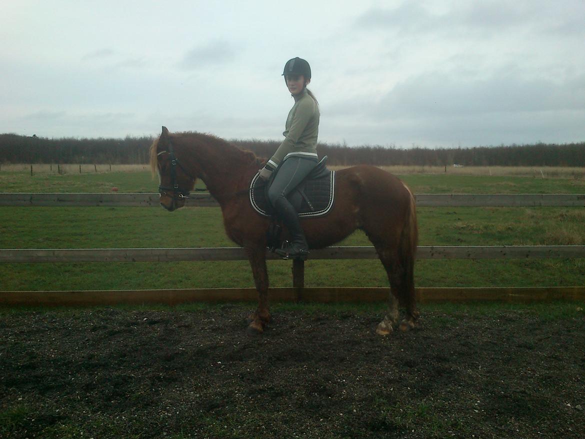 Welsh Cob (sec D) Flora billede 22
