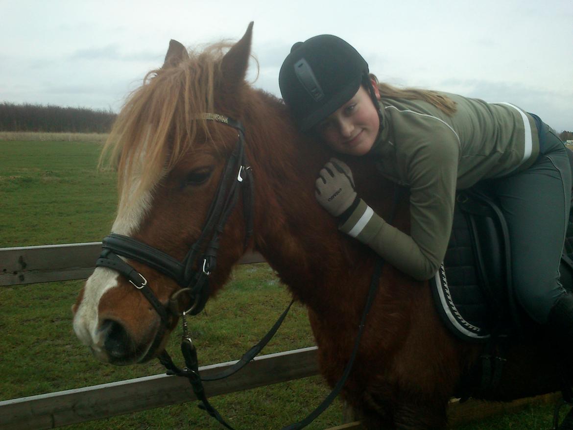 Welsh Cob (sec D) Flora billede 24