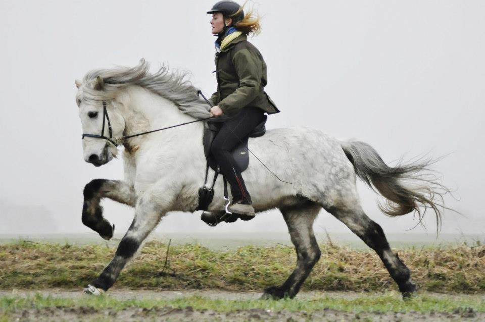 Islænder Ísak frá Oddhóli billede 9
