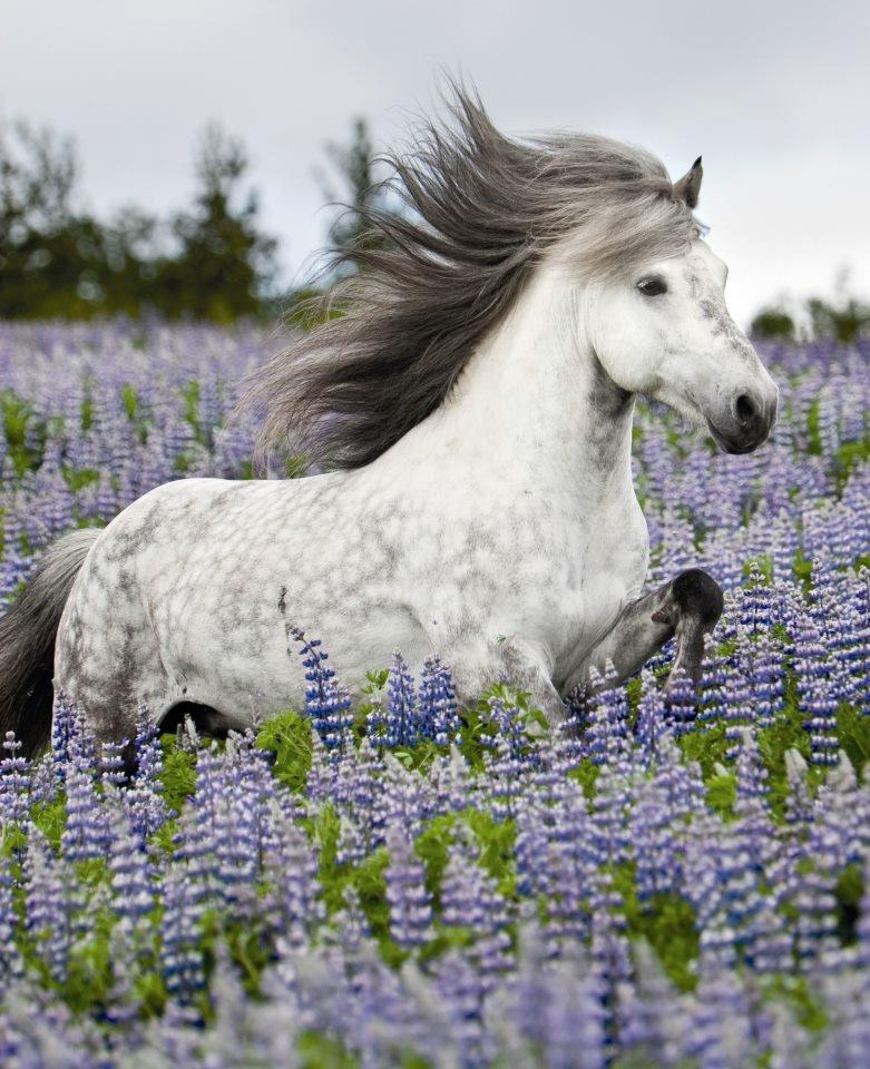 Islænder Ísak frá Oddhóli billede 7