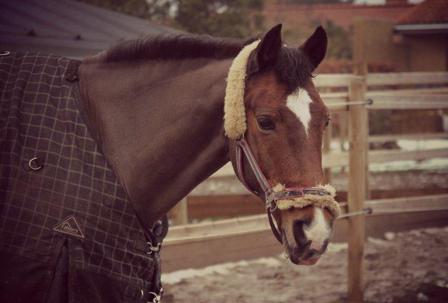 Anden særlig race Apollon - 5 - Januar 2013 billede 5