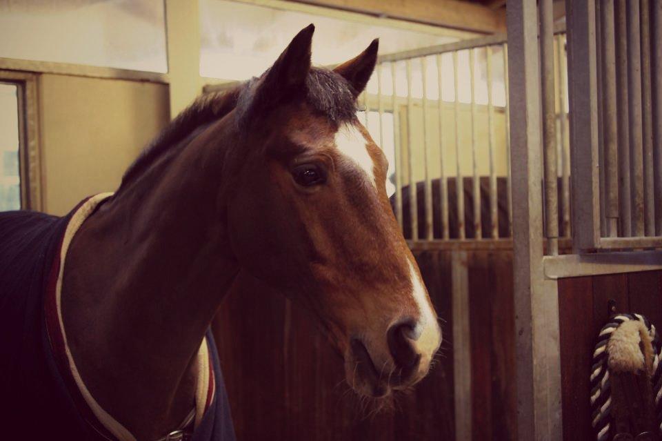 Anden særlig race Apollon - 9 - Januar 2013 billede 9