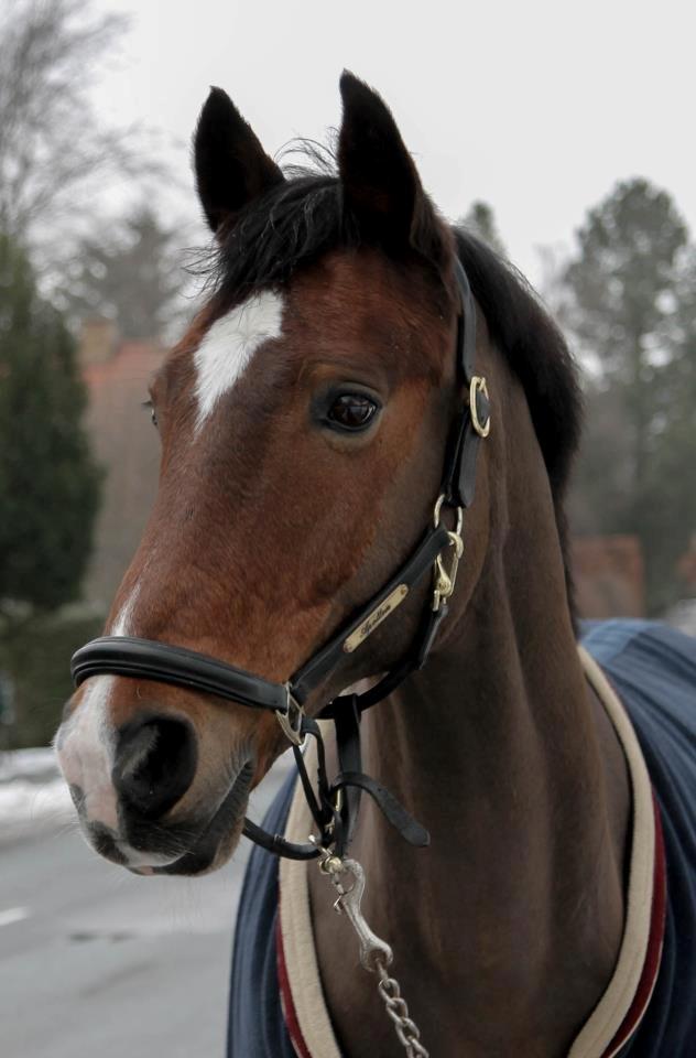 Anden særlig race Apollon - 12 billede 12