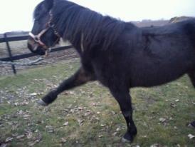 Dartmoor perle my soulmate !!!<3*stjerneponyen* - perle giver horve billede 15