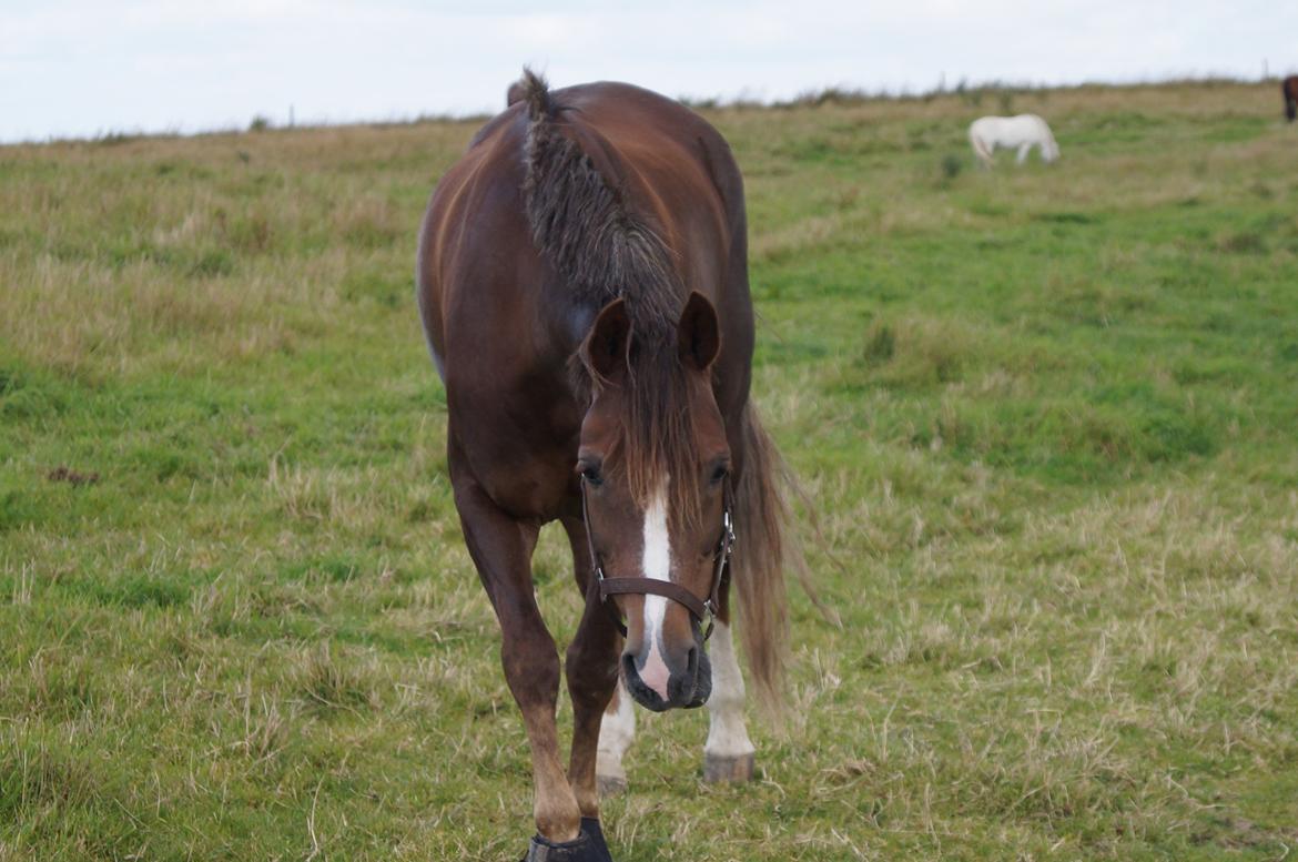 Welsh Cob (sec D) Mister Hougård B-PONY - På marken billede 12