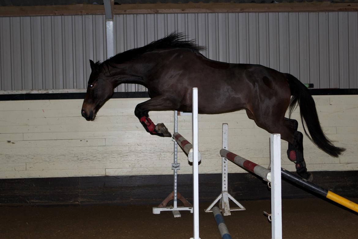 Trakehner Roxette - HOP!!!! 1,20m billede 18