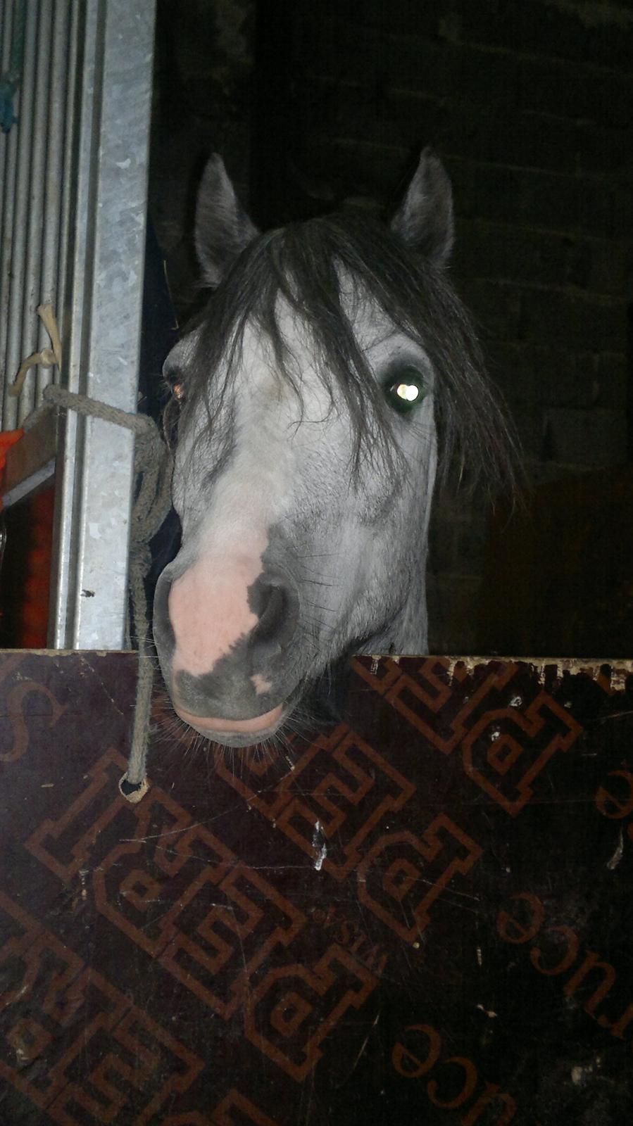 Welsh Mountain (sec A) Flying Arion billede 7