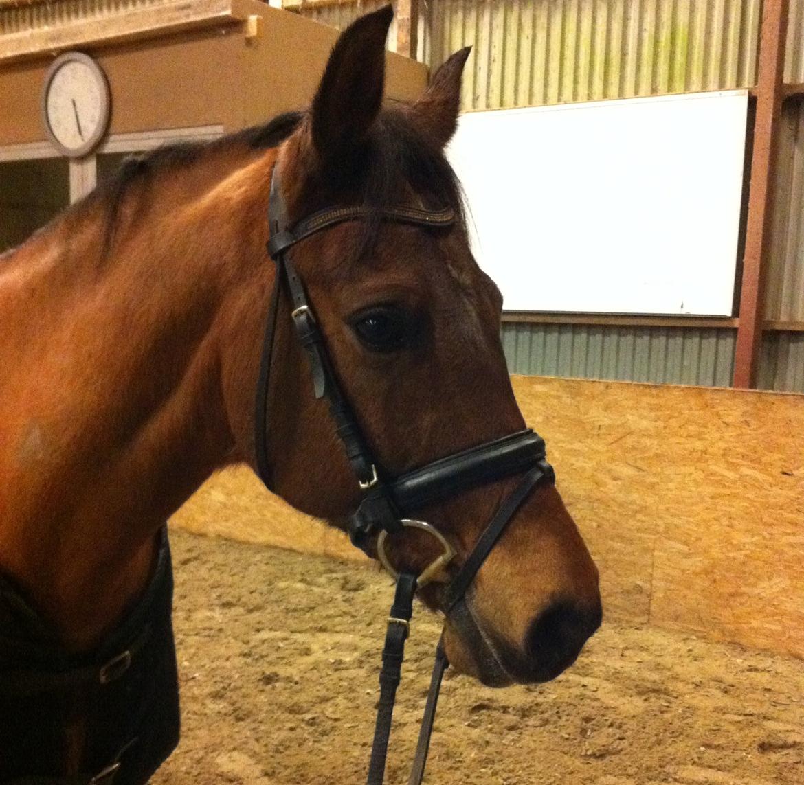 Welsh Cob (sec D) Altenahr Hovgård - Februar 2013. 
Min prins! ♥
 billede 9