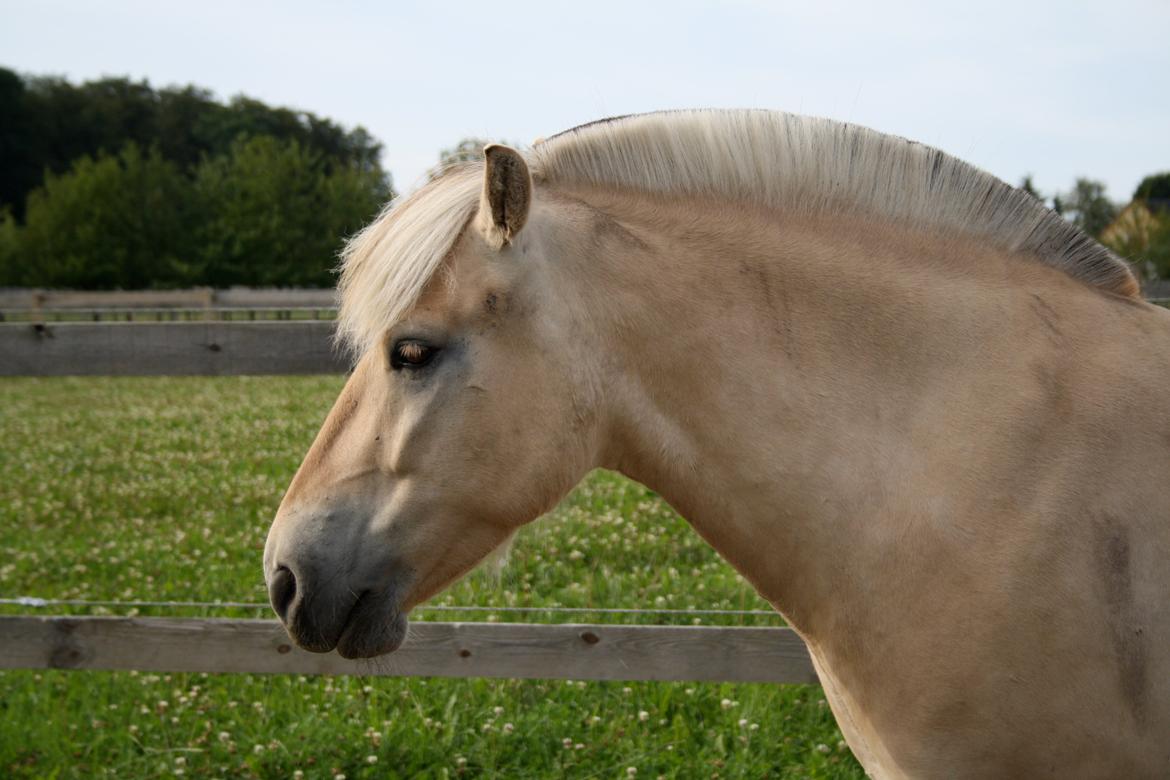 Fjordhest Hjalte Følsbjerg billede 7