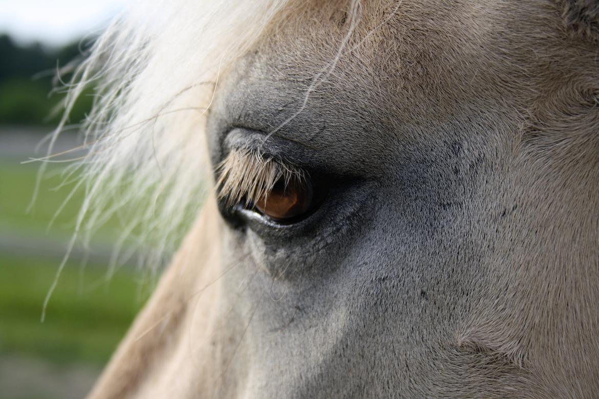 Fjordhest Hjalte Følsbjerg billede 10