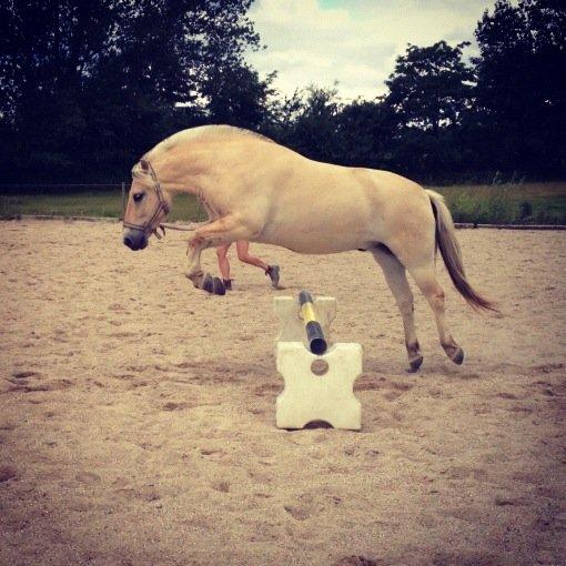 Fjordhest Hjalte Følsbjerg billede 4