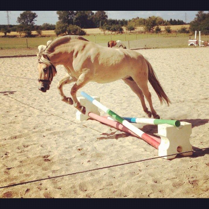 Fjordhest Hjalte Følsbjerg - Løsspringning, som han elsker billede 8