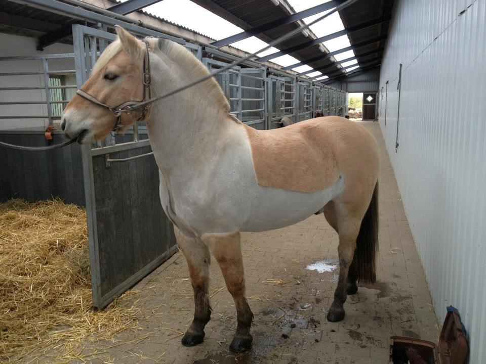 Fjordhest Hjalte Følsbjerg - Klippet for første gang billede 9