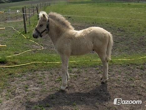 Fjordhest Hjalte Følsbjerg - Hjalte som føl billede 11