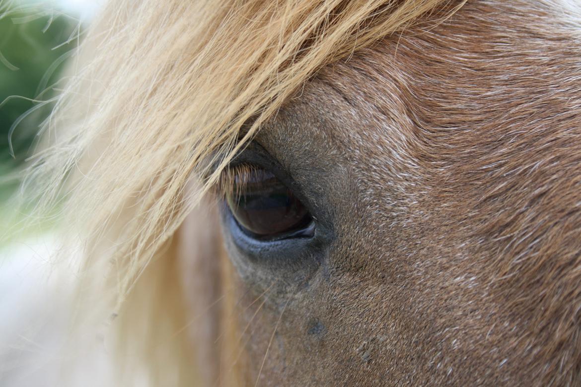 Anden særlig race Baloo billede 2