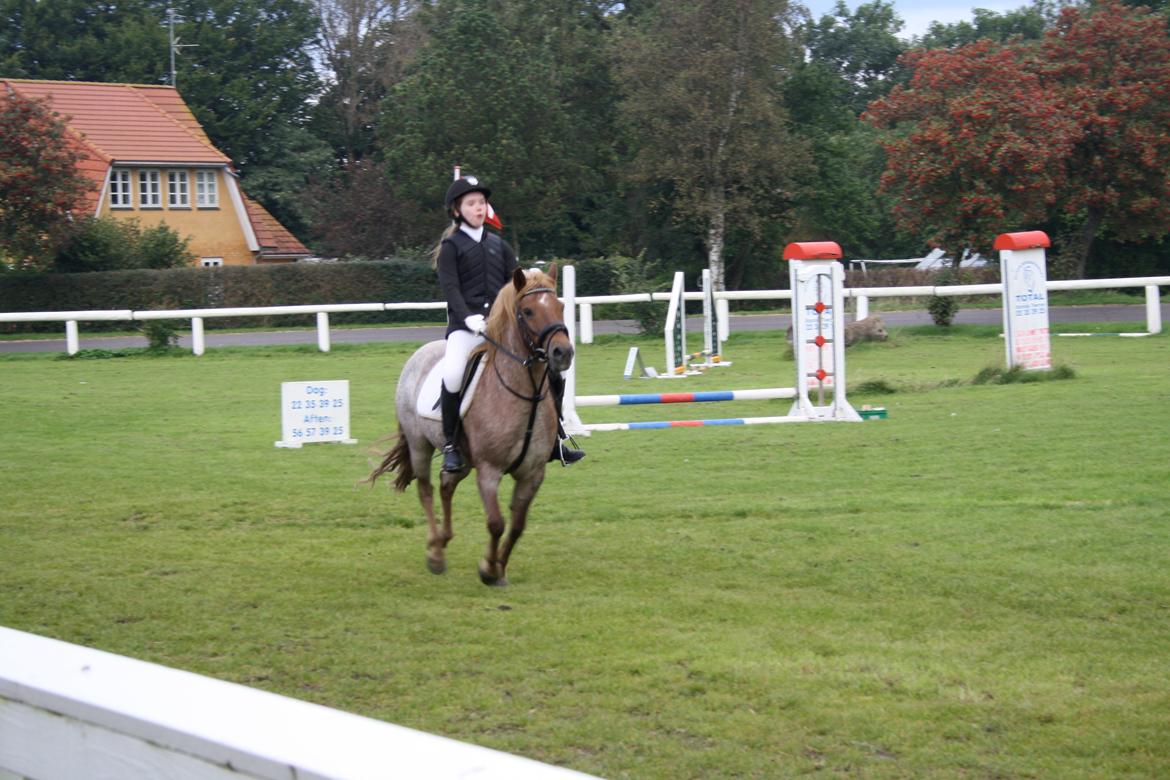 Anden særlig race Baloo - Baloo til springstævne billede 3