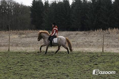 Anden særlig race Baloo billede 5
