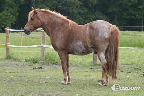 Anden særlig race Baloo billede 6