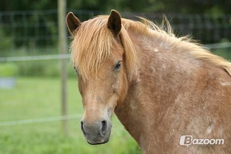 Anden særlig race Baloo billede 1